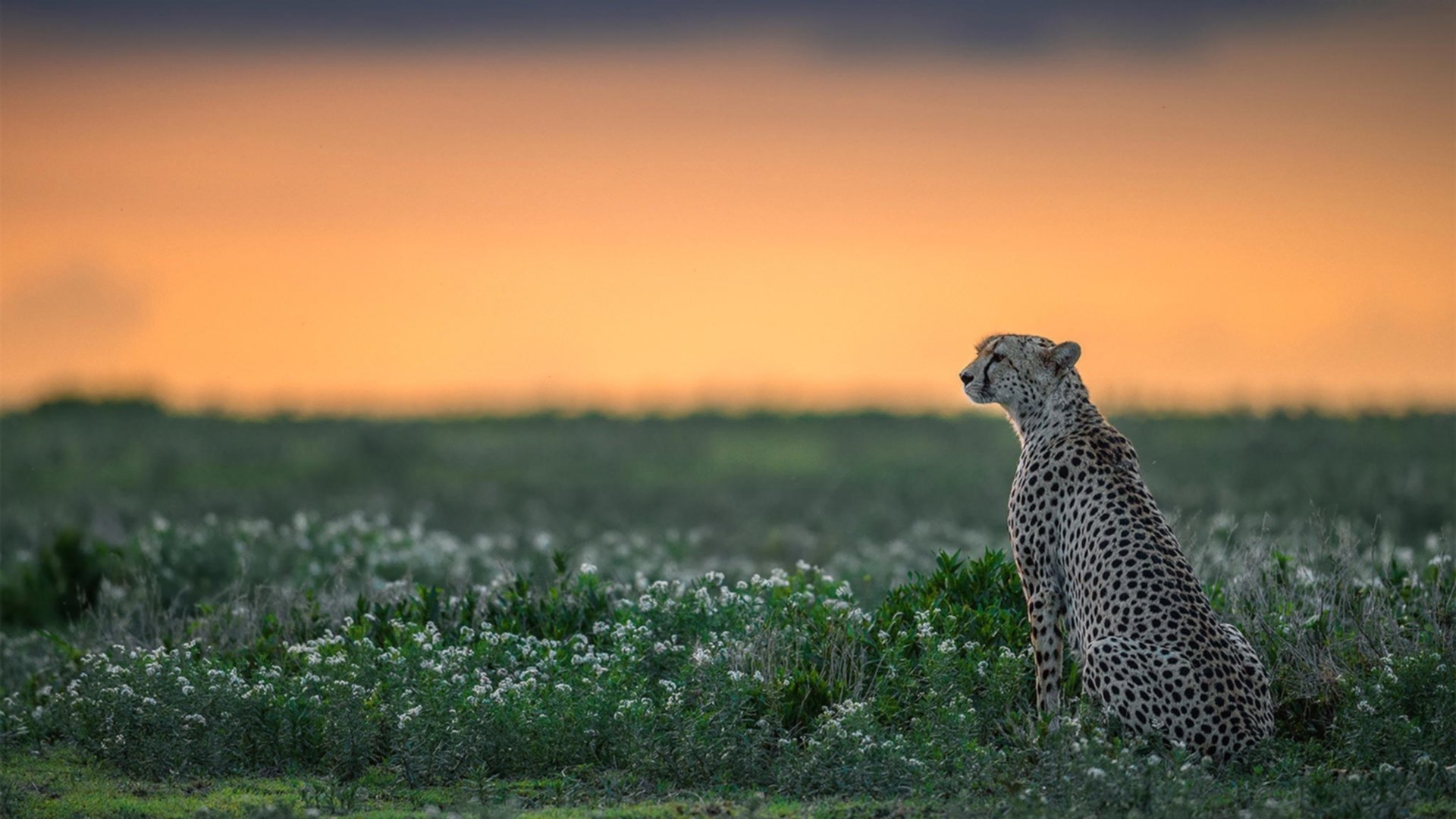 “互联网+青训”平台带动行业成长，助力青少年成长快车道，互联网+青红