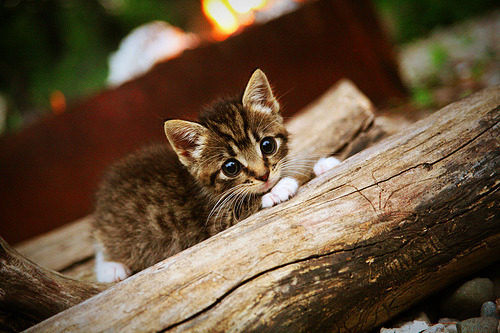 开云综合服务-_老鹰年轻球员表现出色，焕发新气象_，老鹰球员阵容